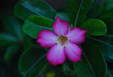 阿里云轻量级服务器 香港节点-香港节点加速器推荐