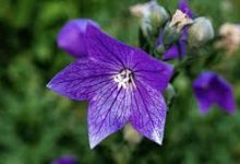 steam是不是香港节点好-香港节点加速器推荐