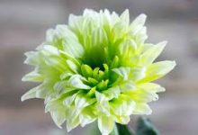 免费ssr节点香港-香港节点加速器推荐