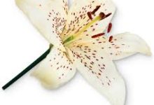 小火箭免费香港节点-香港节点加速器推荐