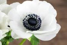 ssr节点进不了香港网站-香港节点加速器推荐