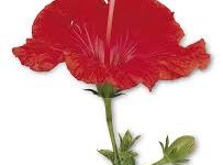 香港反修例事件过程的重要节点-香港节点加速器推荐