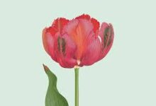 卫卫互联香港节点控制面板-香港节点加速器推荐