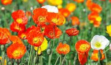 steam 香港 节点-香港节点加速器推荐