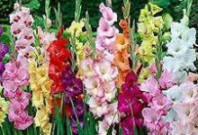 远程香港阿里云节点-香港节点加速器推荐