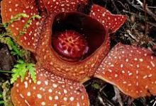 阿里云香港节点延迟-香港节点加速器推荐