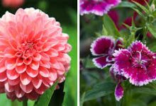 飞刀怎么连香港节点-香港节点加速器推荐