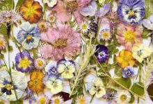 香港台湾节点加速器-香港节点加速器推荐