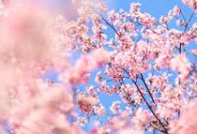 小火箭节点 香港-香港节点加速器推荐