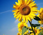 香港和台湾哪个网络节点好-香港节点加速器推荐