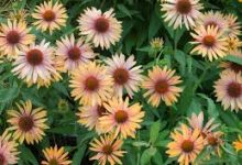 香港joox节点-香港节点加速器推荐