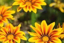 香港ssr免费节点获取-香港节点加速器推荐