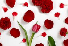 ssr免费高速香港节点-香港节点加速器推荐