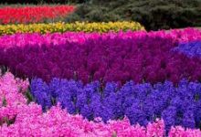 香港cdn在国内有节点吗-香港节点加速器推荐