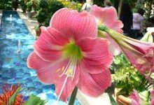 香港游戏加速节点(10倍流量消耗)-香港节点加速器推荐