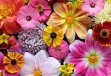 2k18 加速器 香港节点-香港节点加速器推荐