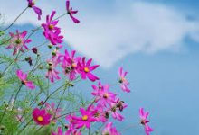 华为云+香港节点-香港节点加速器推荐