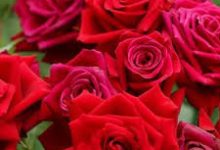 香港节点共享-香港节点加速器推荐