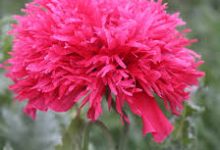 香港高防节点2默认页-香港节点加速器推荐