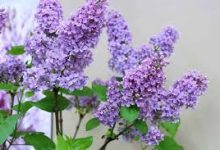 shadowrocket 香港节点-香港节点加速器推荐