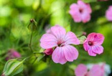 雷神没有香港节点-香港节点加速器推荐