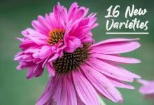 雷神加速器节点怎么改成香港-香港节点加速器推荐