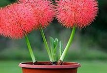 uu加速器香港3节点-香港节点加速器推荐