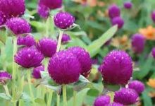 香港cdn免费加节点-香港节点加速器推荐