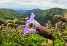 什么加速器有香港节点-香港节点加速器推荐