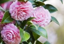 ssr香港节点购买-香港节点加速器推荐