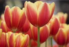 香港节点的网站如何被谷歌收录-香港节点加速器推荐