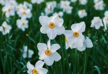 fifa18 香港节点-香港节点加速器推荐