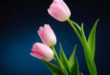 香港台湾加速节点-香港节点加速器推荐