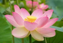 url香港节点-香港节点加速器推荐