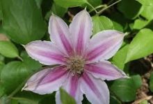 香港有节点的dns-香港节点加速器推荐