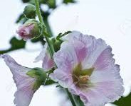 网易uu哪个香港节点好-香港节点加速器推荐