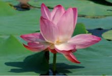 绝地求生亚服能用香港的节点么-香港节点加速器推荐