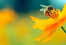 香港节点吃鸡-香港节点加速器推荐