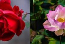 网易uu加速器没有香港节点吗-香港节点加速器推荐