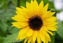 阿里云 香港节点速度-香港节点加速器推荐