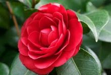 香港节点ss ps4-香港节点加速器推荐