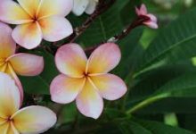 香港小火箭节点-香港节点加速器推荐