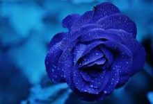 jiaav香港节点-香港节点加速器推荐