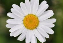 荒野大镖客香港节点-香港节点加速器推荐