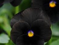 switch日服香港节点-香港节点加速器推荐