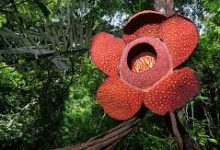 国内主机香港节点-香港节点加速器推荐