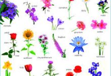 可以连香港节点的手机加速器-香港节点加速器推荐