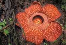 B站免费推荐稳定可以用的香港VPN节点，Hongkong机场梯子加速器软件排名-香港节点加速器推荐