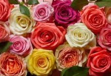 绝地求生香港和韩国节点-香港节点加速器推荐