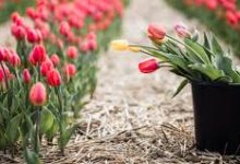 香港节点nds-香港节点加速器推荐